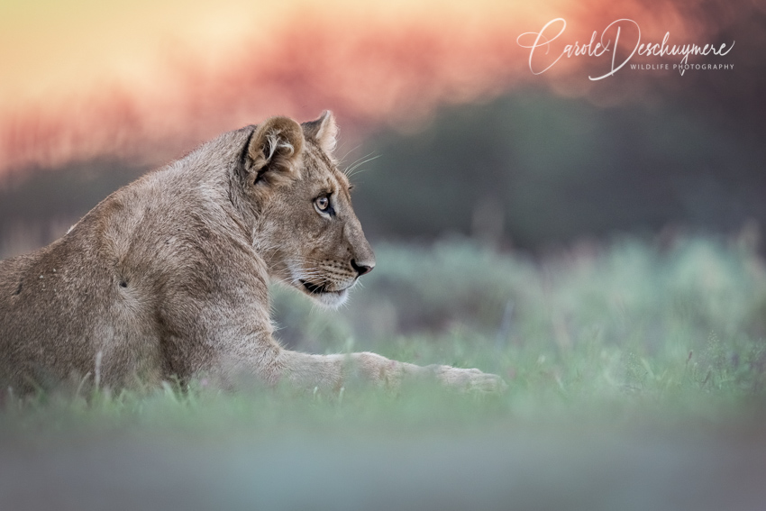 Young lion at sunset